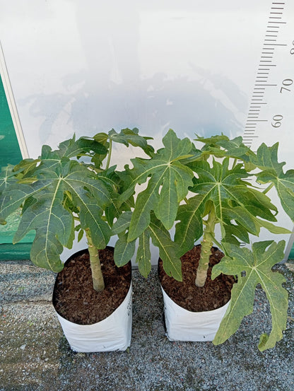Papaya Plant Perth