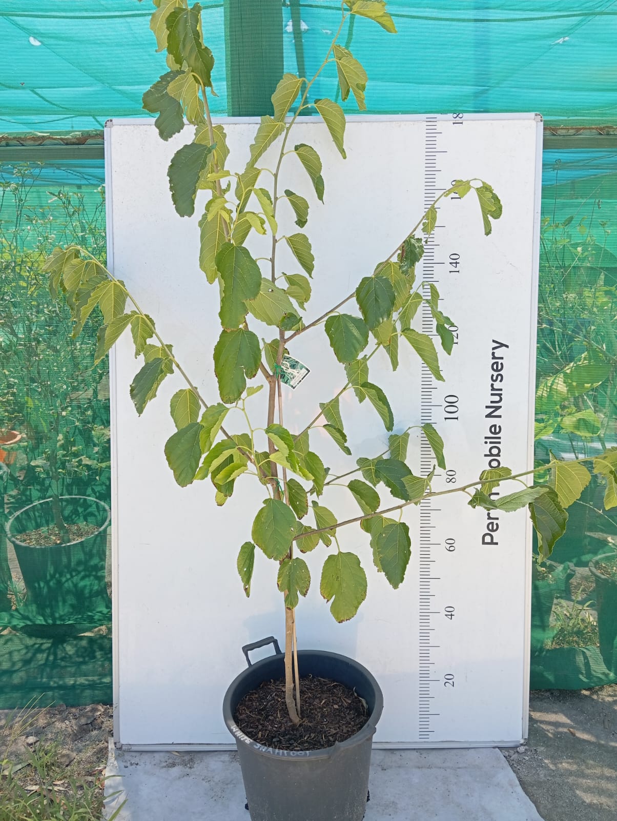 Mulberry tree white Shahtoot