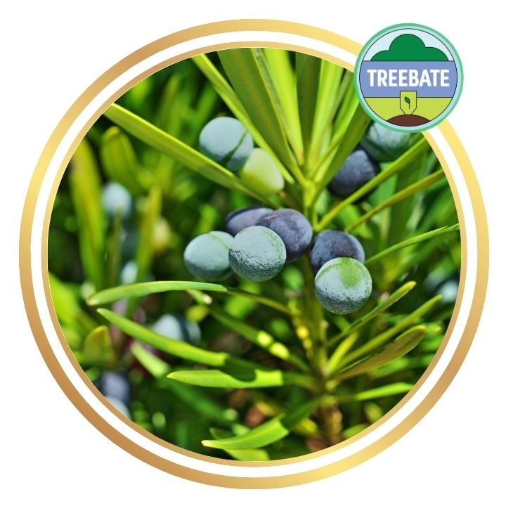 Illawarra Plum Pine (Podocarpus elatus)