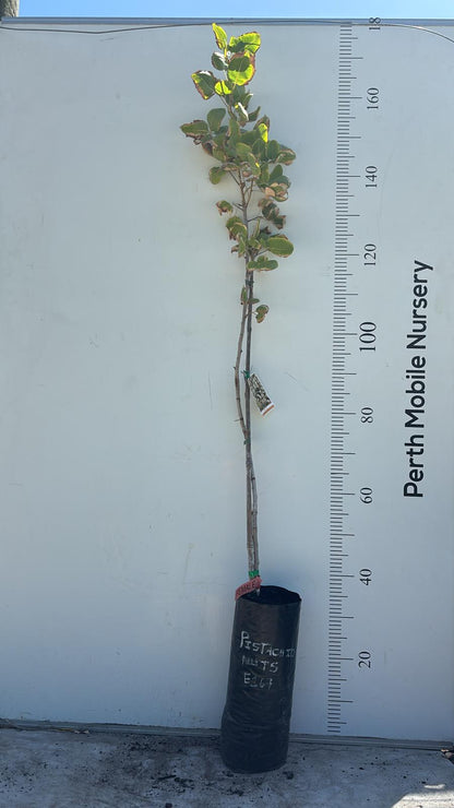 Pistachio Tree