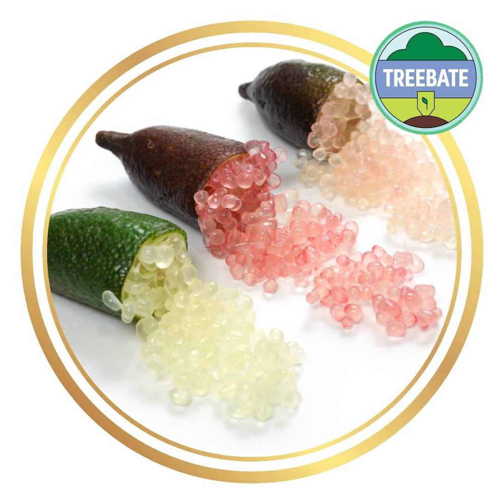 Finger Lime (Citrus australasica)