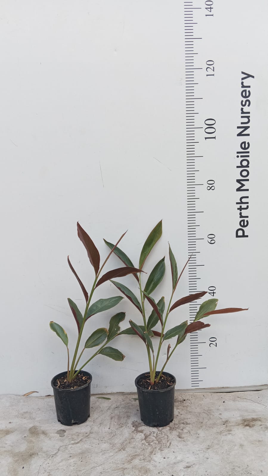 Turmeric Ginger Galangal Herbs