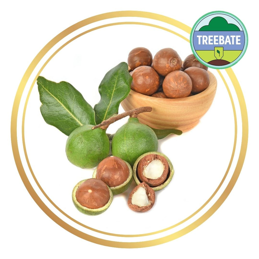 Macadamia Tree (Macadamia integrifolia)