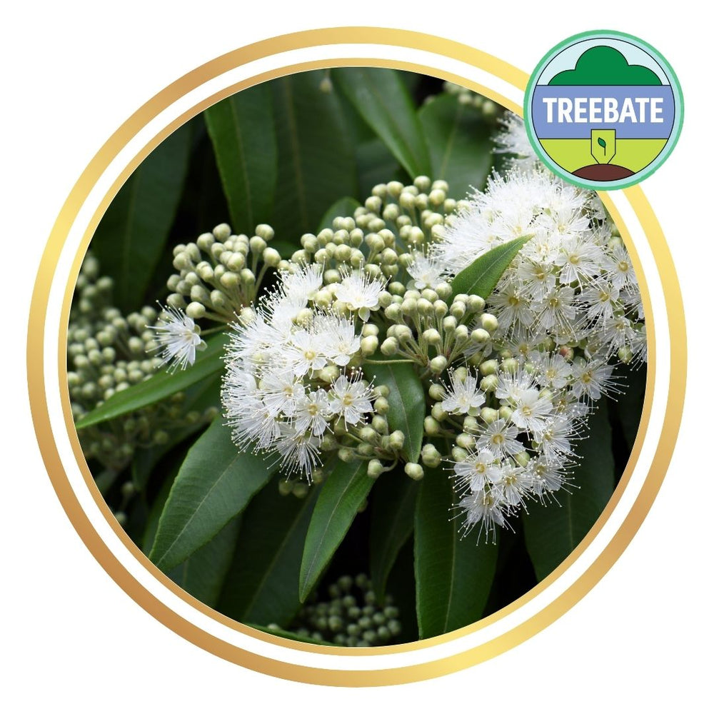 Lemon Myrtle (Backhousia citriodora) Plant
