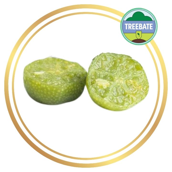 Desert Lime (Citrus glauca)