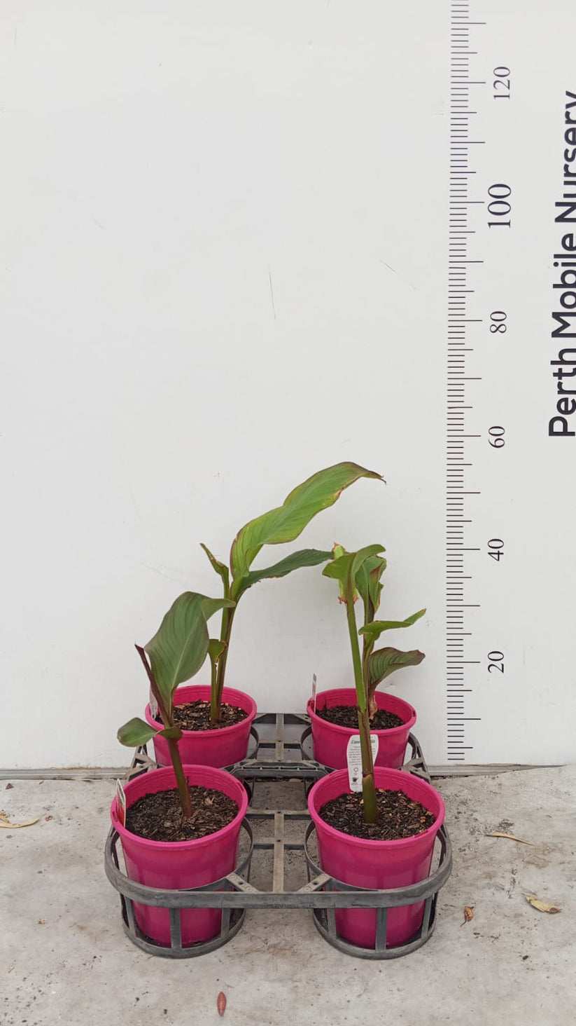 Queensland Arrowroot – Perth Mobile Nursery