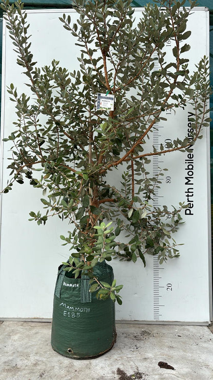 Fruit Tree Feijoa