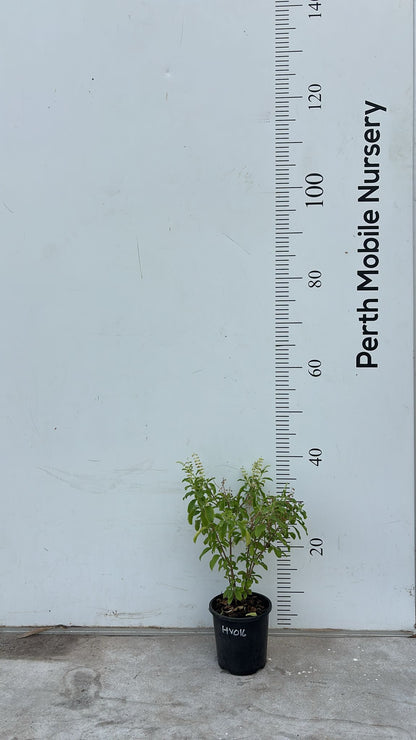 Holy Basil Tulsi