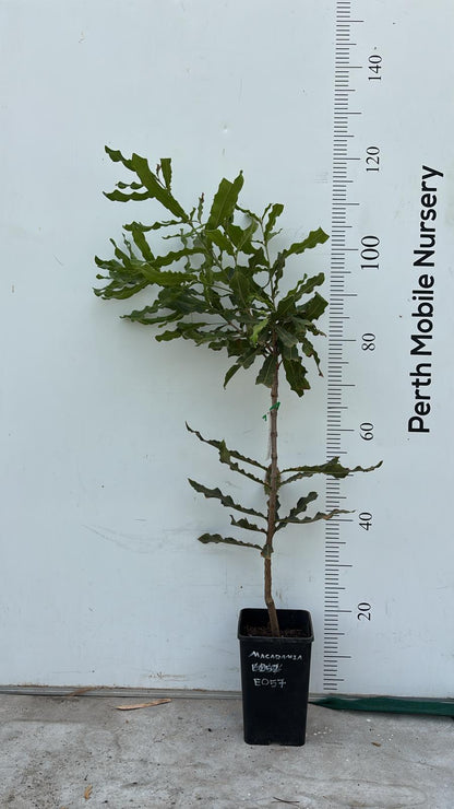 Macadamia Tree