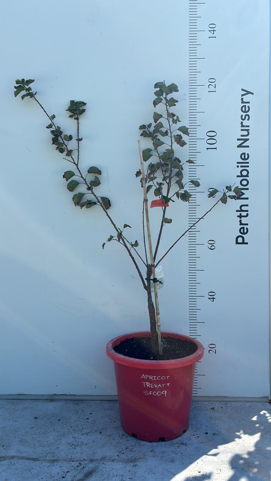 Apricot Fruit Tree