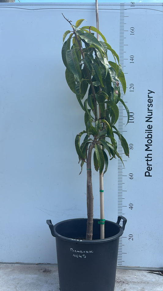 Bambaroo Mango Tree