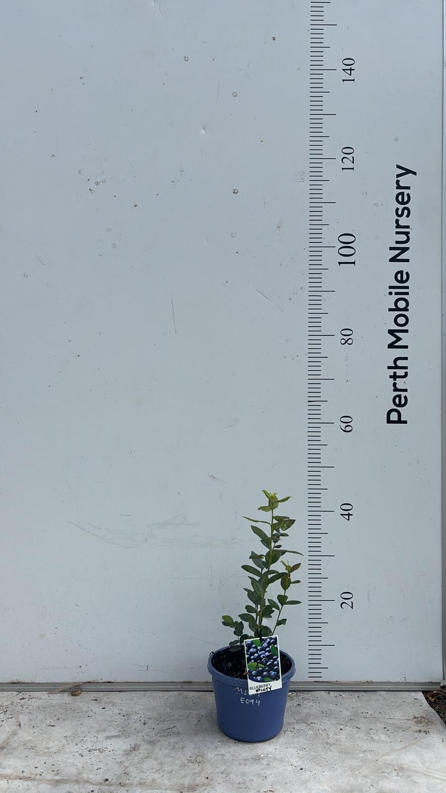 Blueberry Blueberries Bush