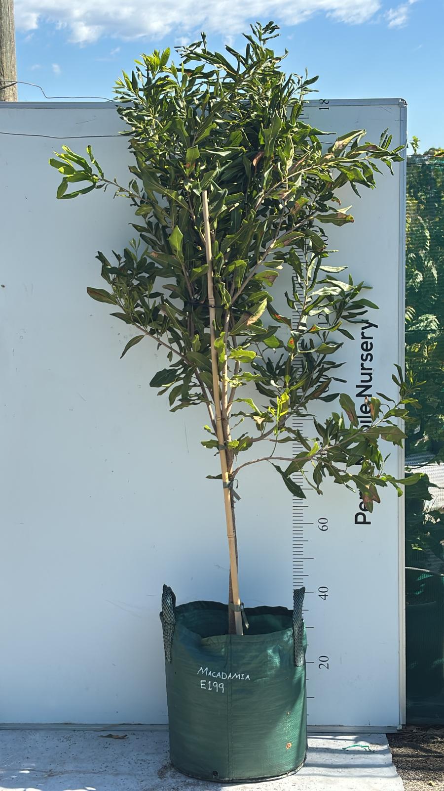 Macadamia Tree