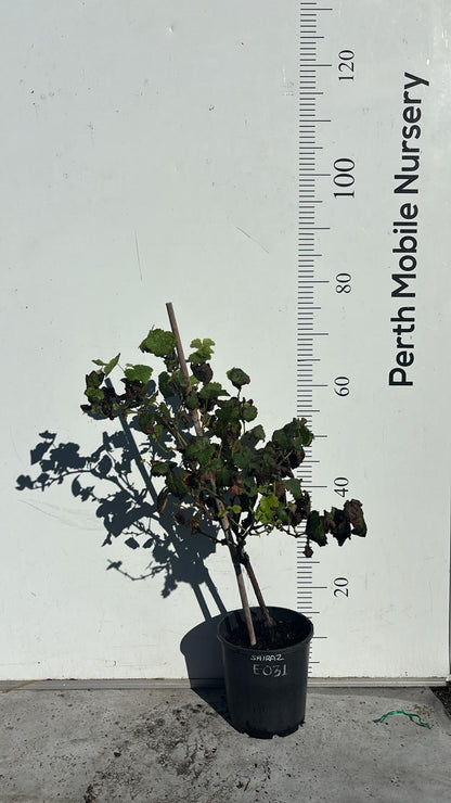 Grape Vines Fruiting