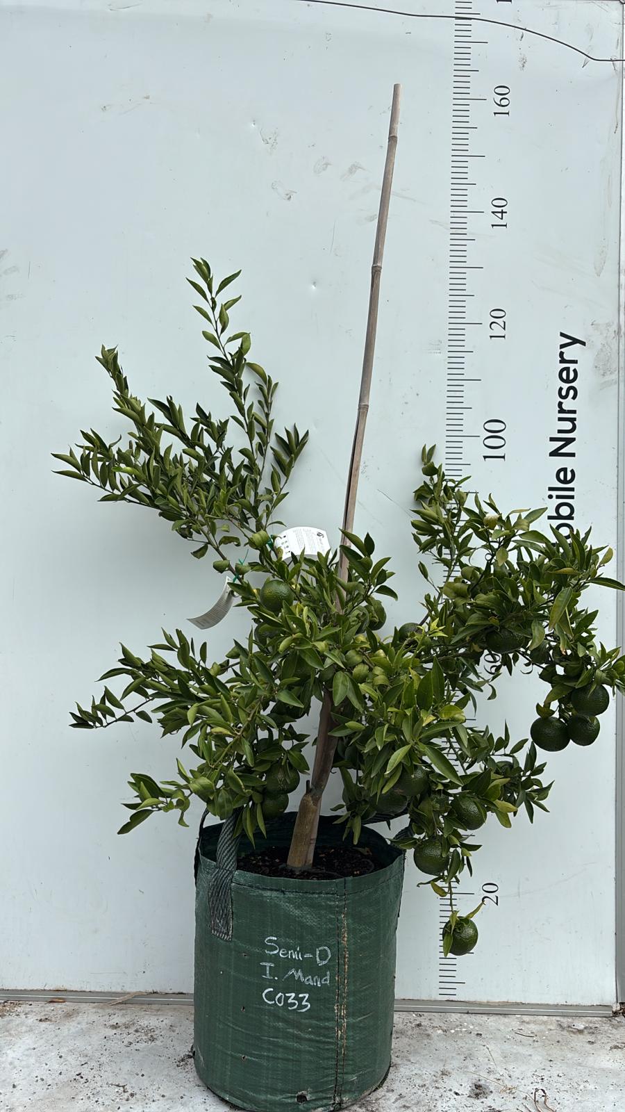 Imperial Mandarin Fruit Tree