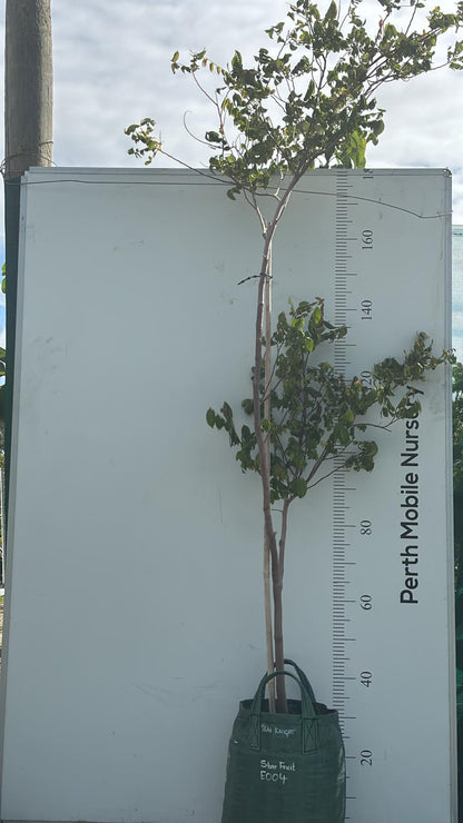 Starfruit Carambola Balimbing Fruit Tree
