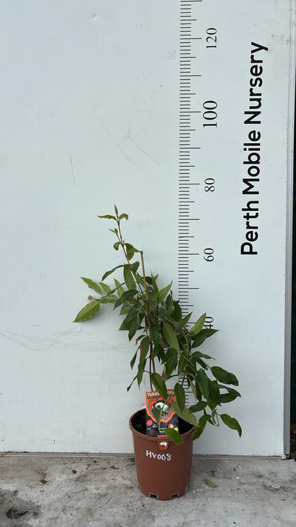 Lemon Myrtle Plant