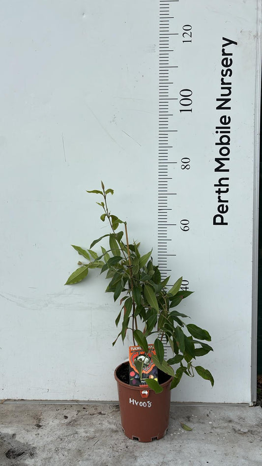 Lemon Myrtle Plant