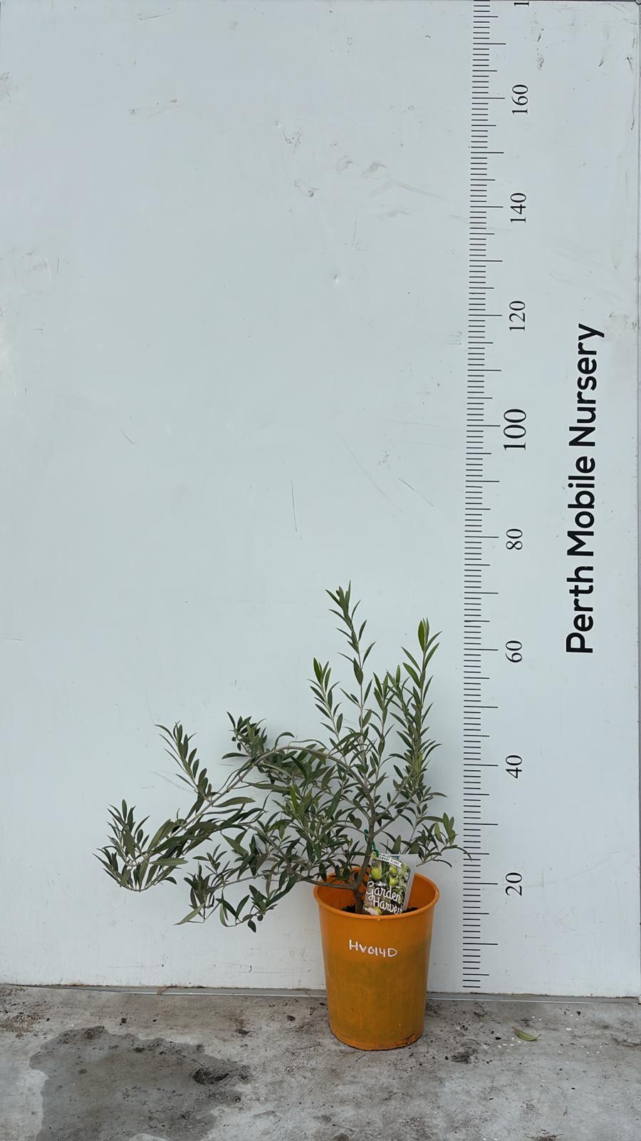 Dwarf Olive Tree