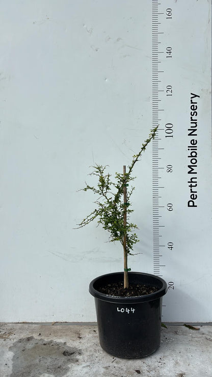 Finger Lime