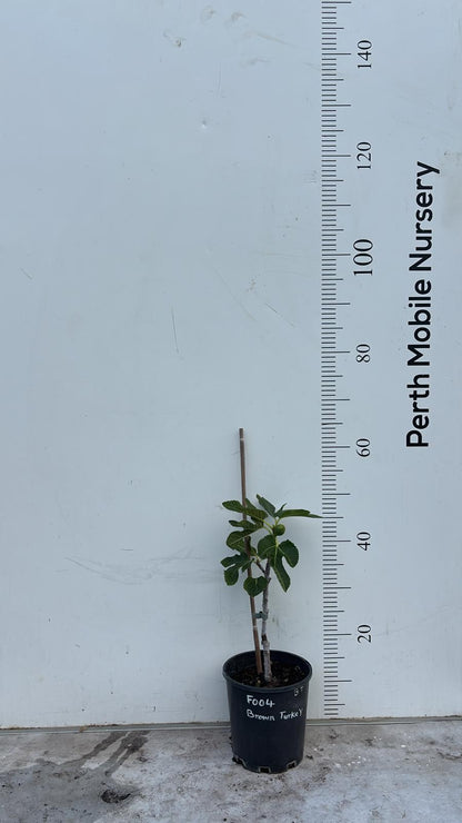 Fig Tree Brown Turkey