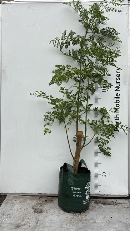 Moringa Tree