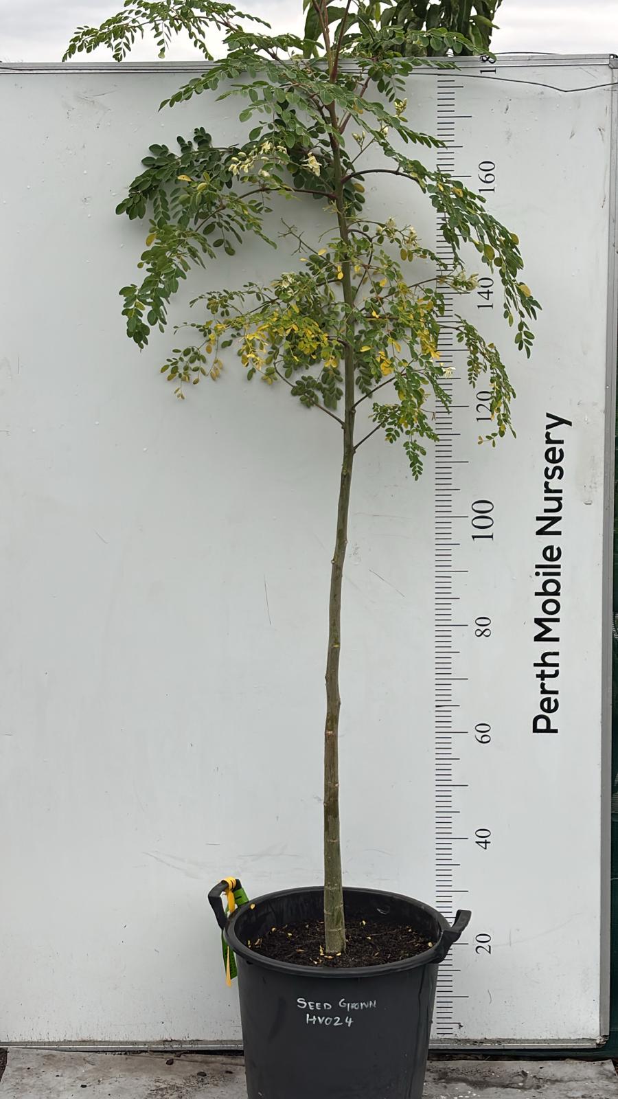 Moringa Tree