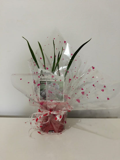 Australian Purple Garlic Plant