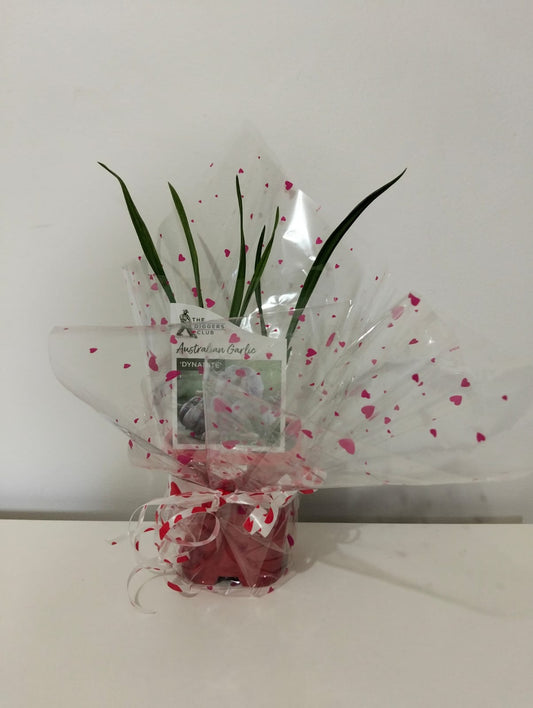 Australian Purple Garlic Plant