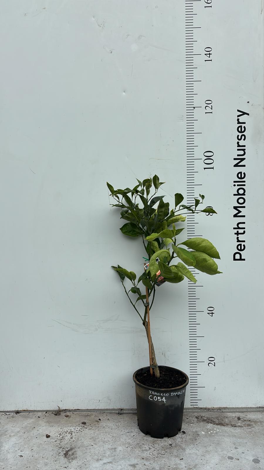 Blood Orange Fruit Tree