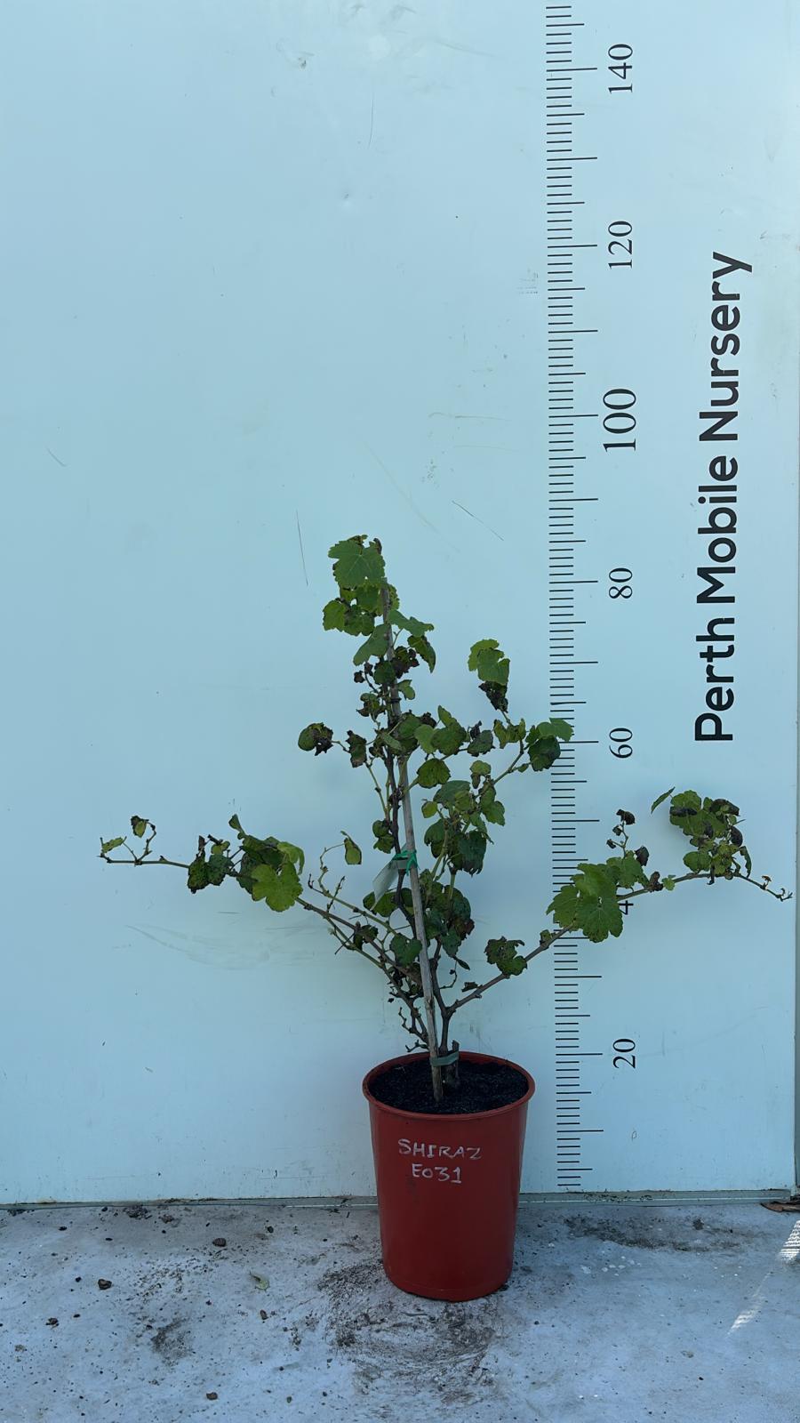 Grape Vines Fruiting