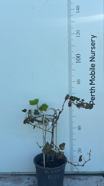 Grape Vines Fruiting