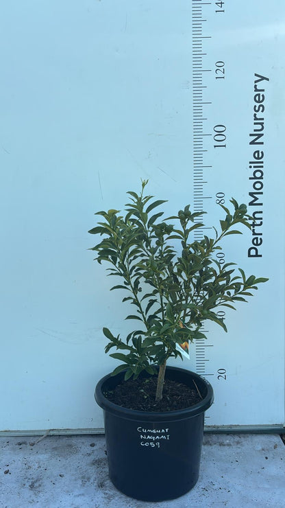 Fruit Tree Kumquat Cumquat Nagami