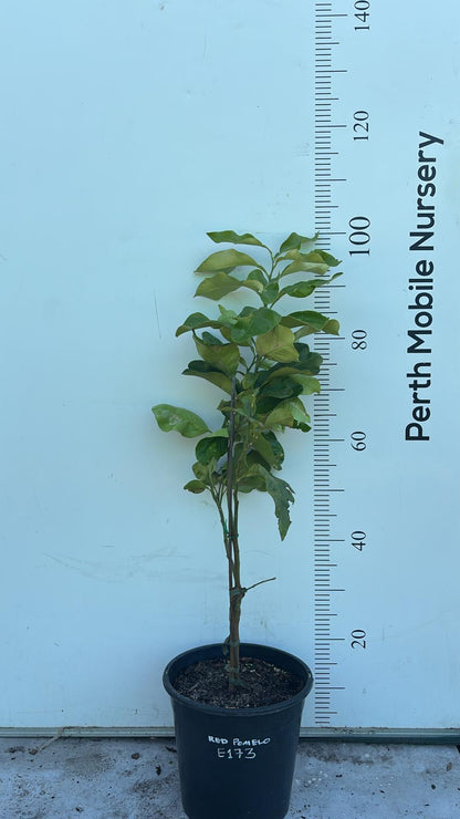 Red Pomelo Fruit Tree