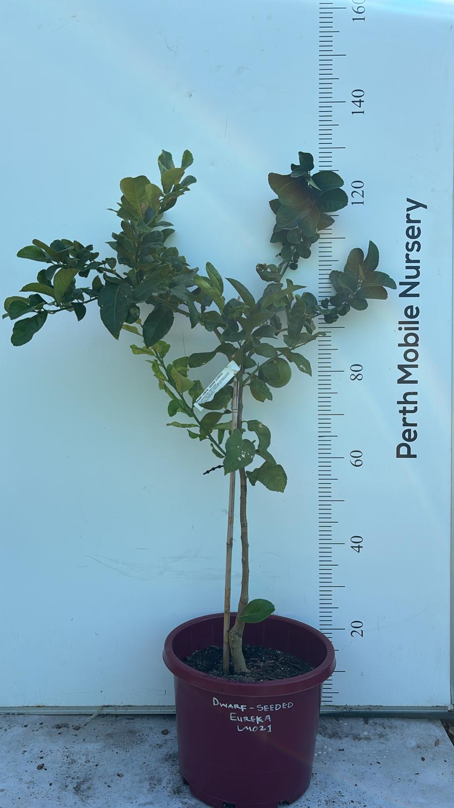 Lemon Eureka Fruit Tree Seeded