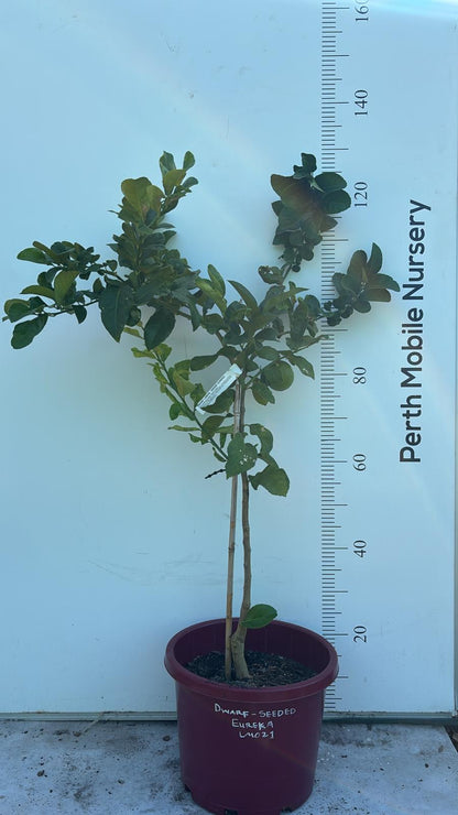 Lemon Eureka Fruit Tree Seeded