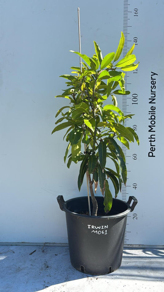 Irwin Mango Tree