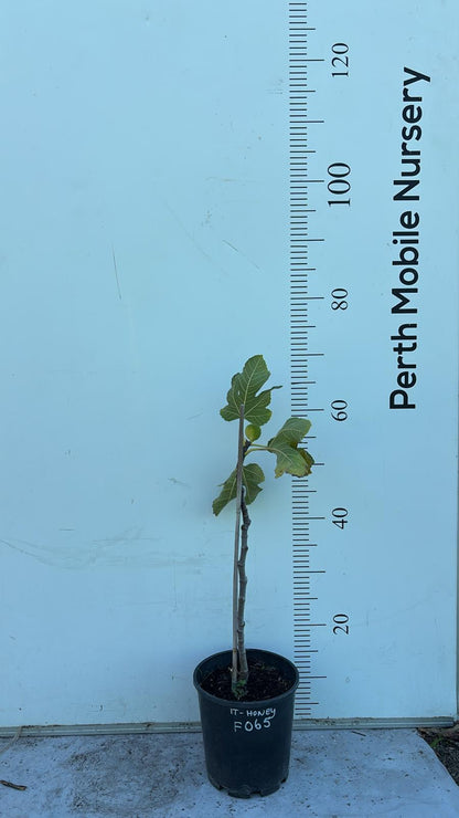 Fig Tree Italian Honey