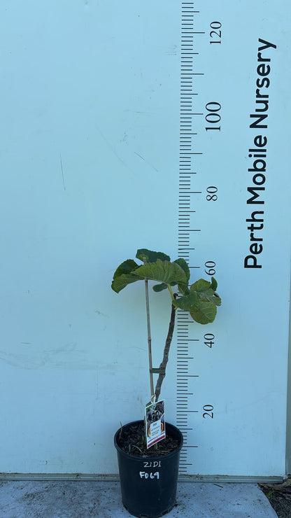 Zidi Fig Tree