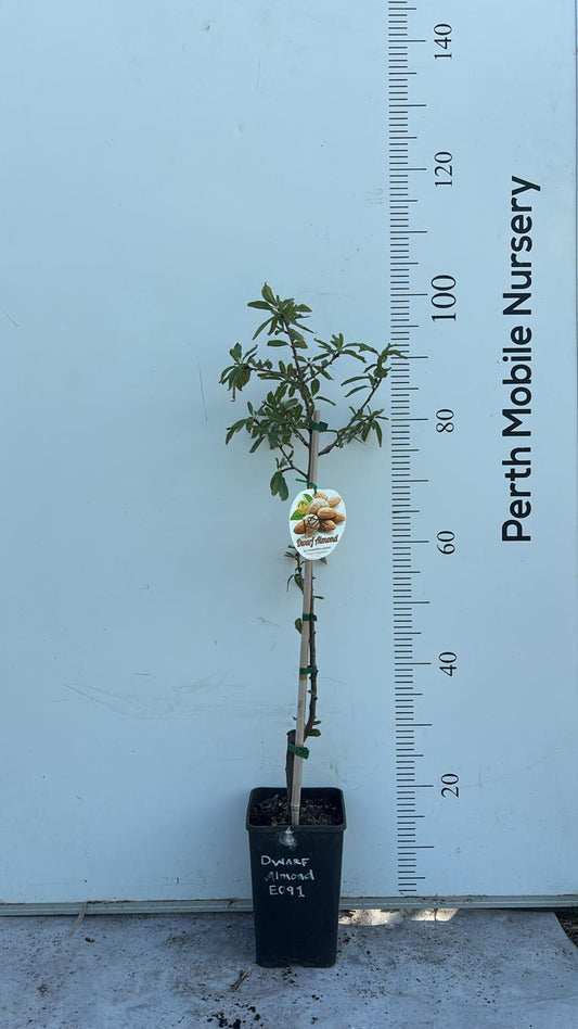 Dwarf Almond Tree