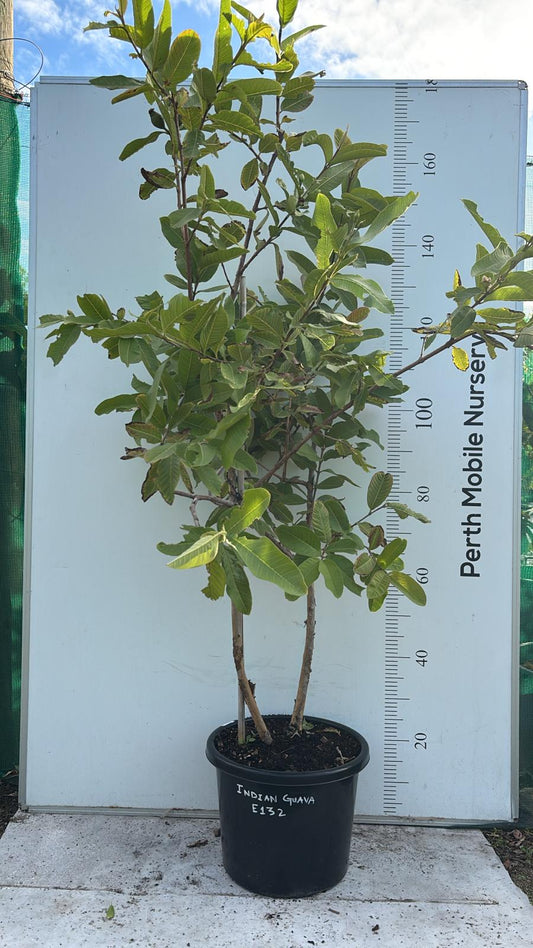 White Guava Fruit Tree