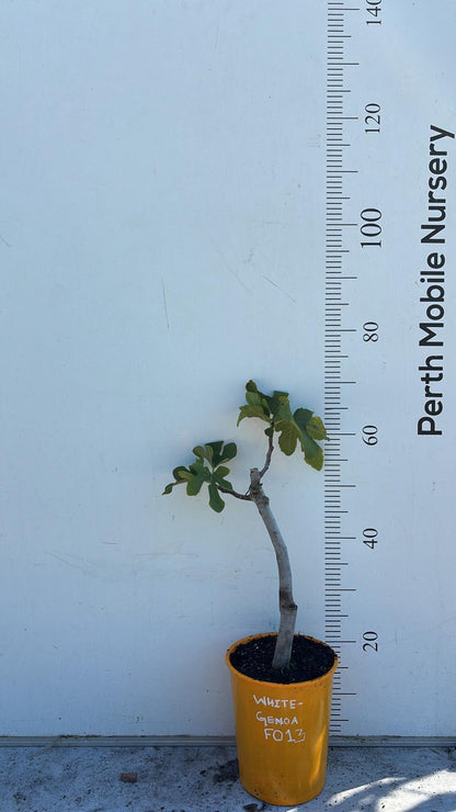 Fig Tree White Genoa