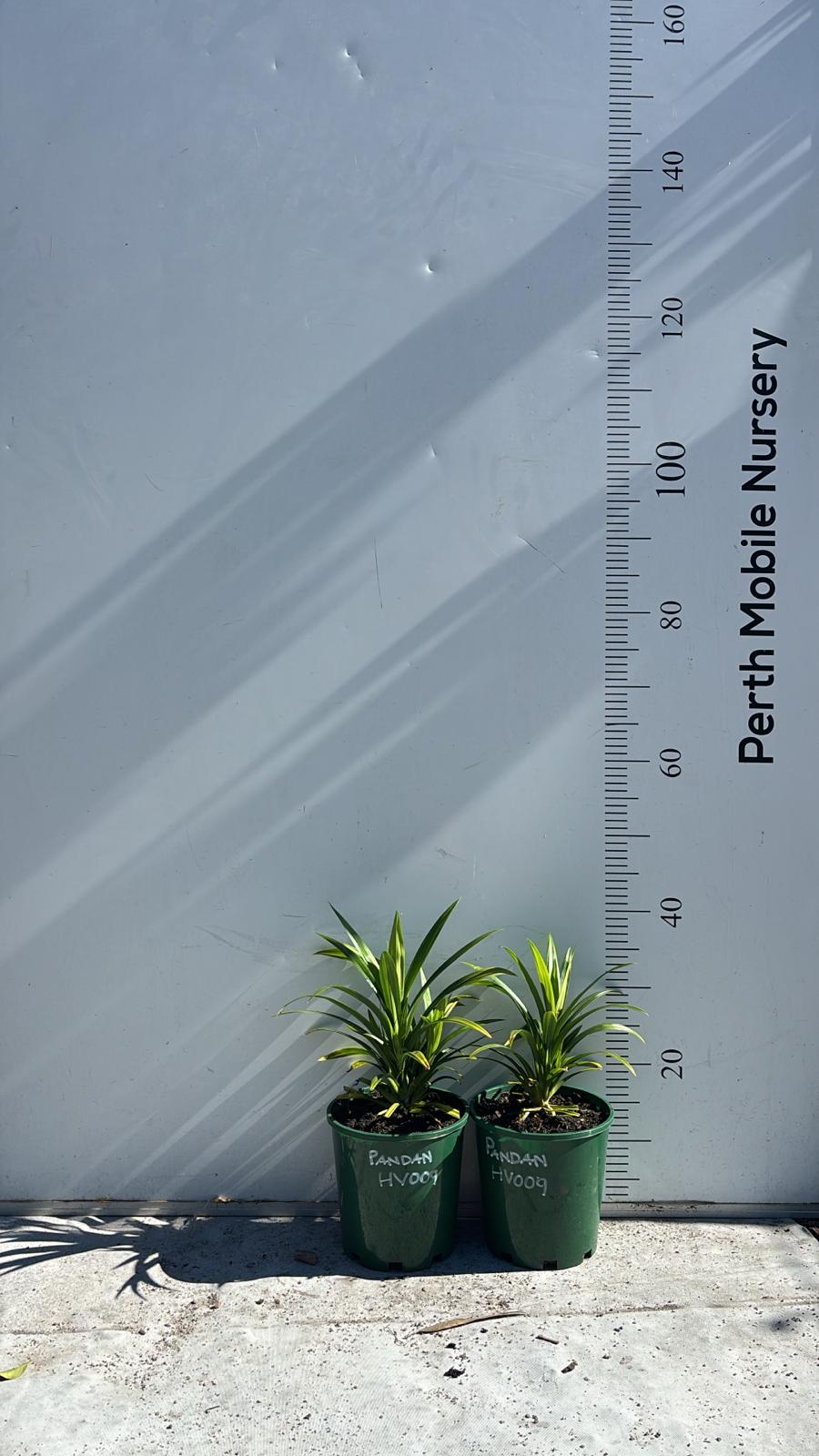Pandan Leaves Plant