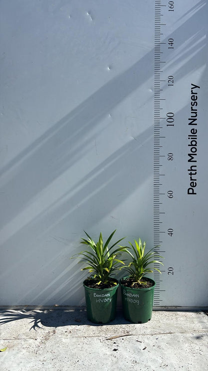 Pandan Leaves Plant