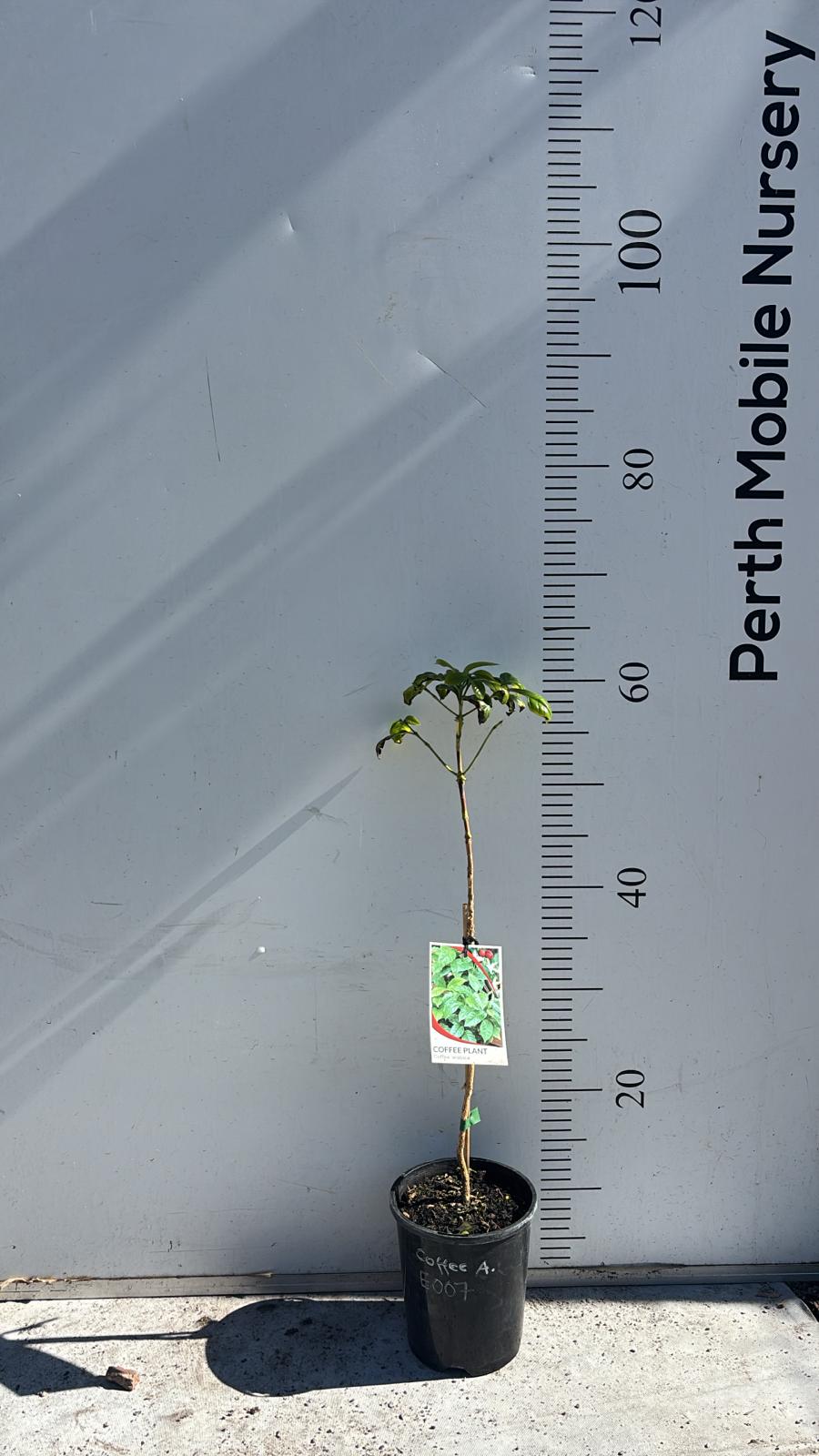 Coffee Tree Arabica Catuai Rojo