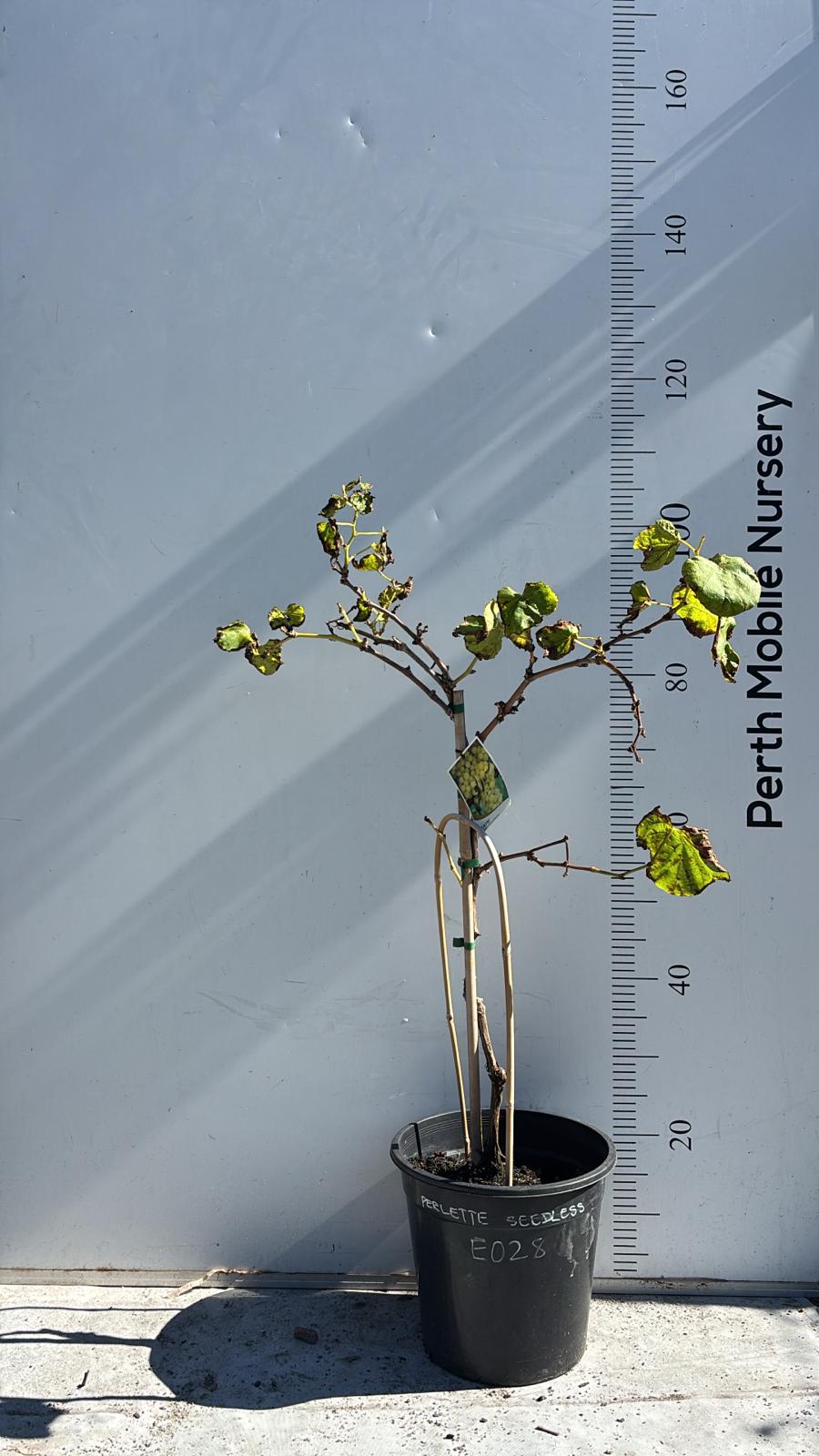Grape Vines Fruiting