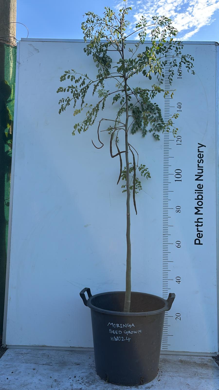 Moringa Tree