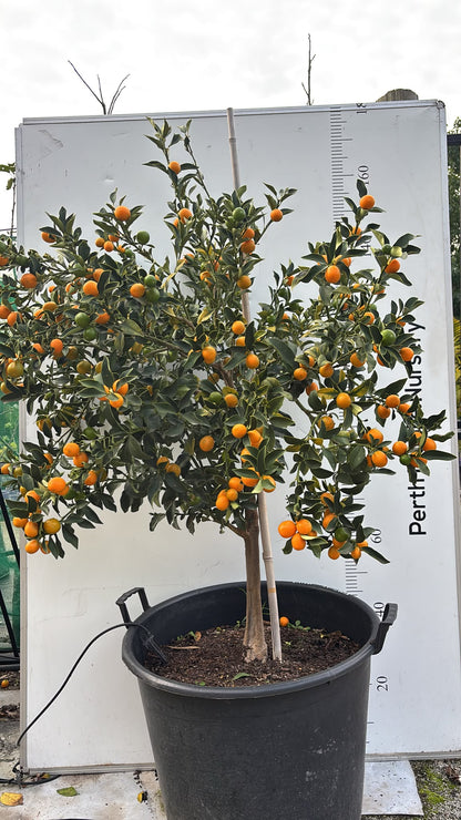 Fruit Tree Kumquat Cumquat Nagami