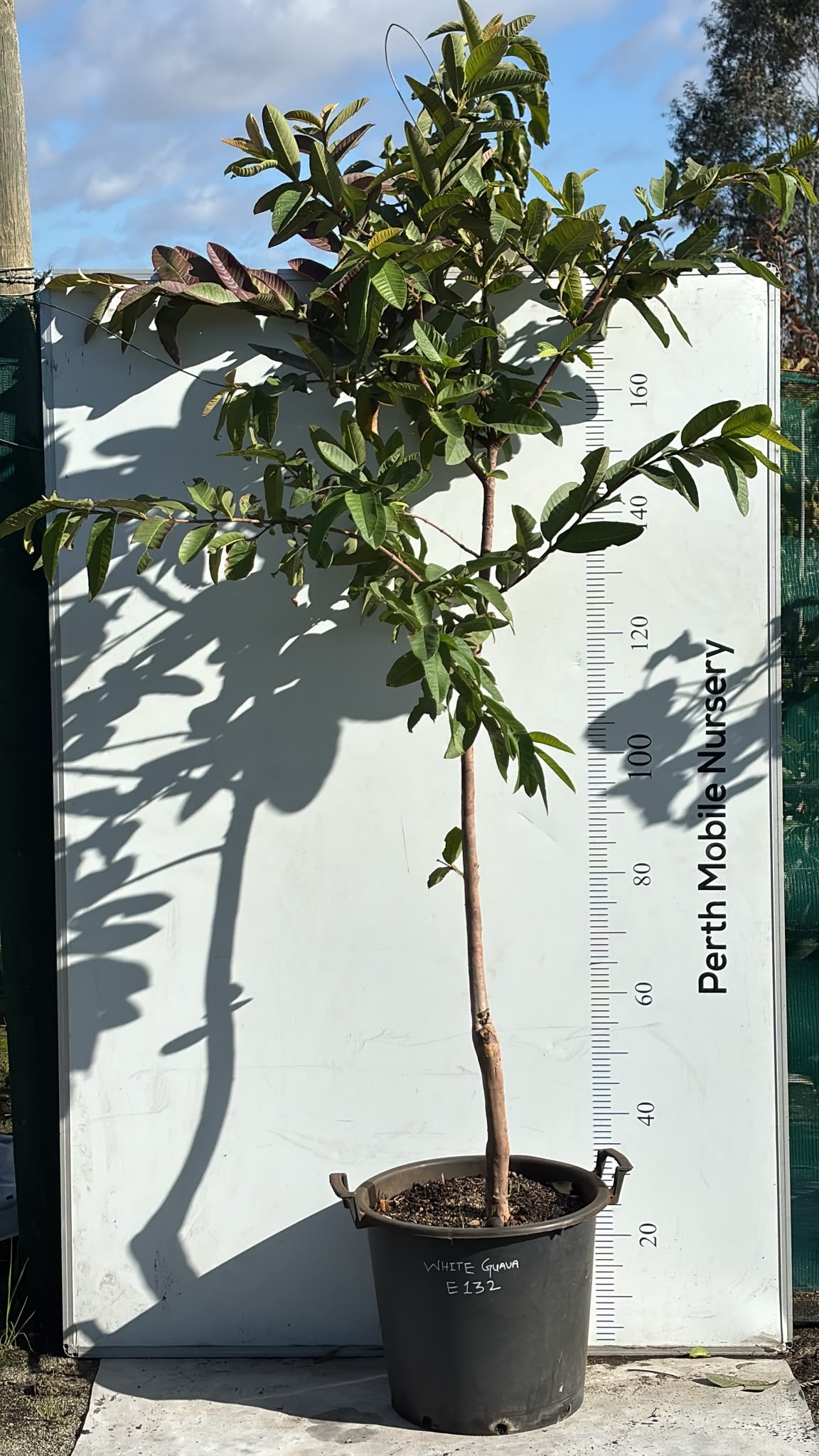 White Guava Fruit Tree