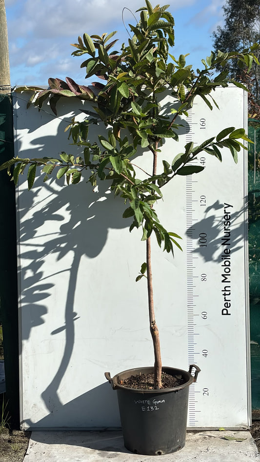 White Guava Fruit Tree